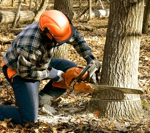 Tree Removal in Centerpoint, IN